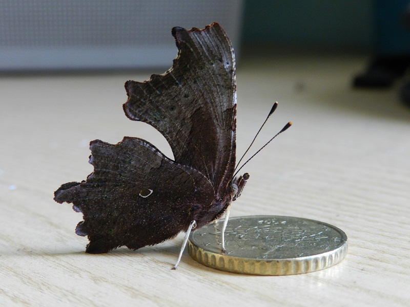 Nymphalidae,  Polygonia c-album